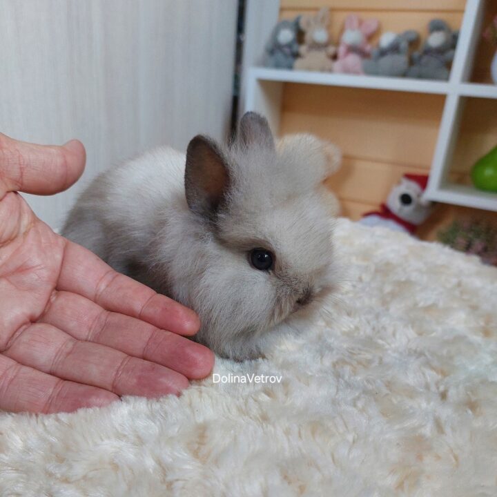 Серый (сиамский) львиноголовый кролик
